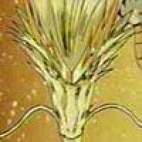 Персонажи Diamond Dragon