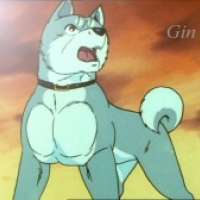  Gin